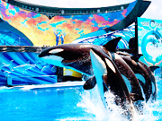 ONE OCEAN