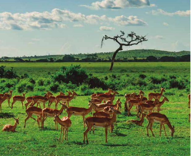 SAFARI QUÊNIA E TANZÂNIA